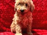 Irk Garantili Hipoalerjenik Toy Poodle Yavrular