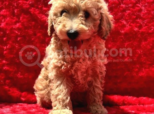 Irk Garantili Hipoalerjenik Toy Poodle Yavrular