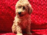 Irk Garantili Hipoalerjenik Toy Poodle Yavrular