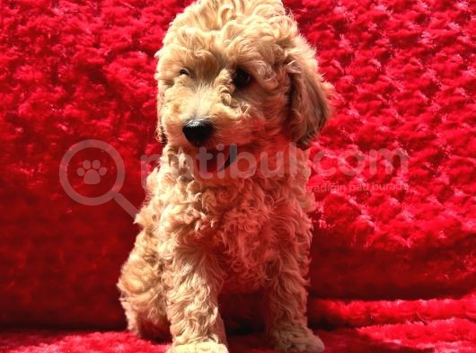 Irk Garantili Hipoalerjenik Toy Poodle Yavrular görsel