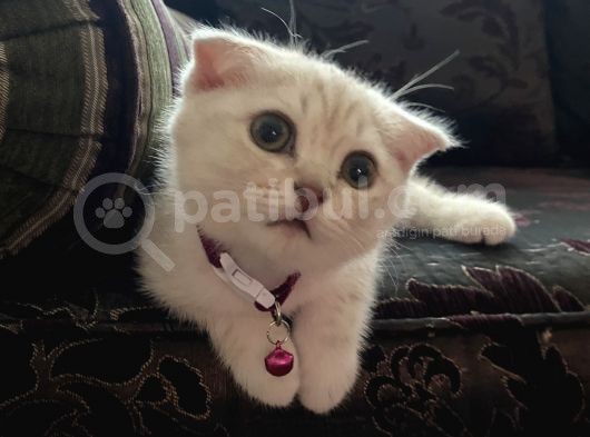 Tatlı Ve Oyuncu Yavru Dişi görsel