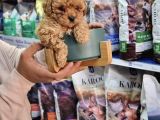 APRİCOT TOY POODLE YAVRULARI
