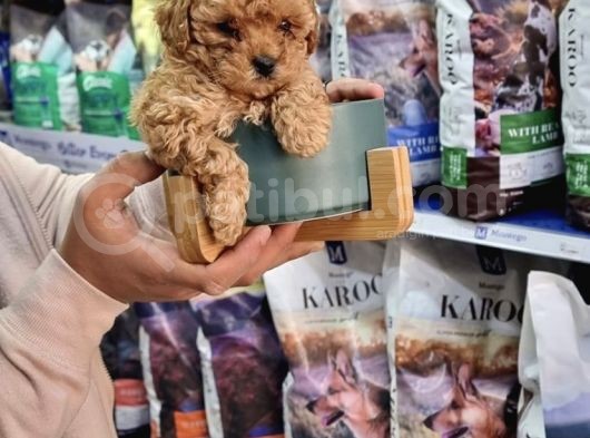 Apri̇cot Toy Poodle Yavrulari