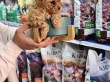 Apri̇cot Toy Poodle Yavrulari