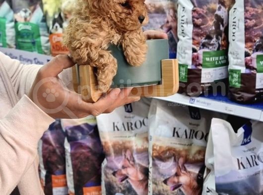 Apri̇cot Toy Poodle Yavrulari görsel