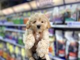 KUSURSUZ GÜZELLİKTE MALTİPOO YAVRULARI