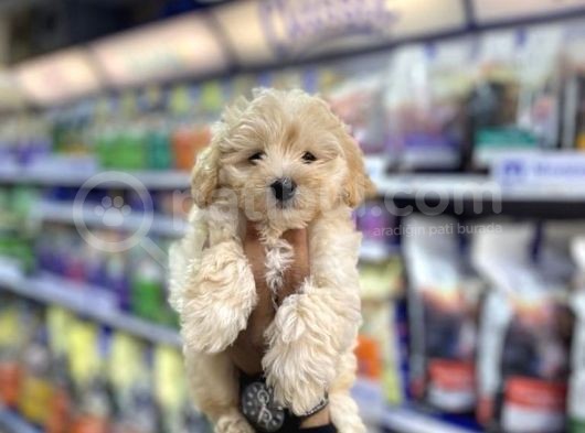 Kusursuz Güzelli̇kte Malti̇poo Yavrulari