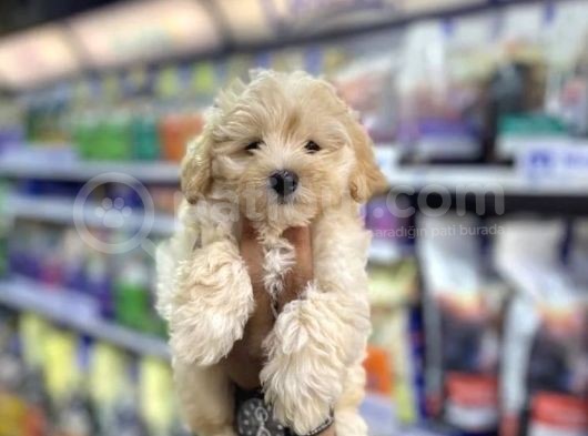 Kusursuz Güzelli̇kte Malti̇poo Yavrulari görsel