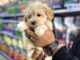 Kusursuz Güzelli̇kte Malti̇poo Yavrulari