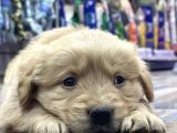 BABY FACE GOLDEN YAVRULARI