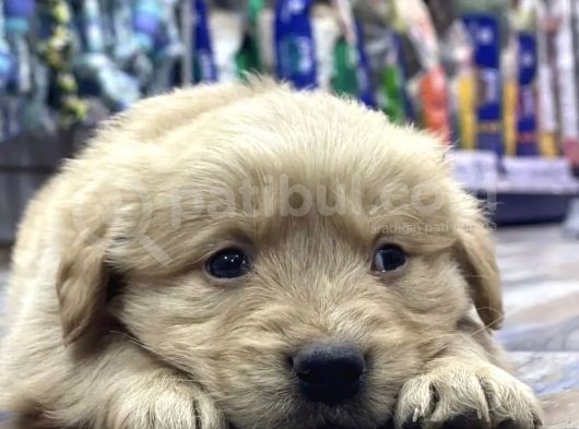 Baby Face Golden Yavrulari