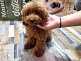 KIZIL TOY POODLE YAVRULARI