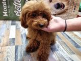 Kizil Toy Poodle Yavrulari