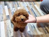 Kizil Toy Poodle Yavrulari