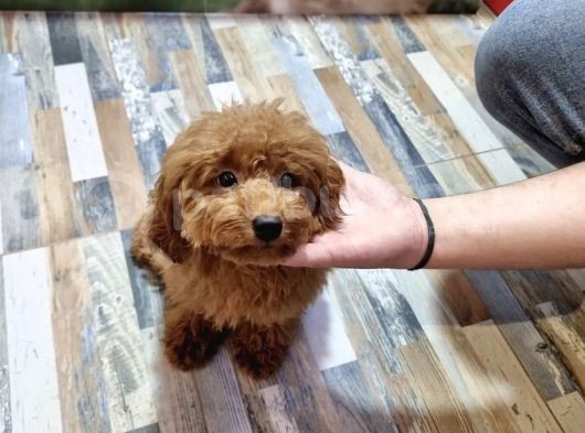 Kizil Toy Poodle Yavrulari görsel