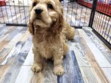 SAFKAN AMERİCAN COCKER YAVRULARI