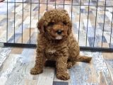 EVİNİZE RENK KATACAK POODLE YAVRULAR