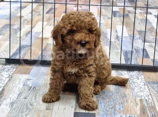 Evi̇ni̇ze Renk Katacak Poodle Yavrular