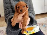 Irk Ve Sağlık Garantili Toy Poodle Bebekler