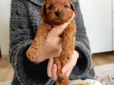 Irk ve sağlık garantili toy poodle bebekler