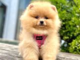 Safkan Pomeranian Boo Yavrularımız