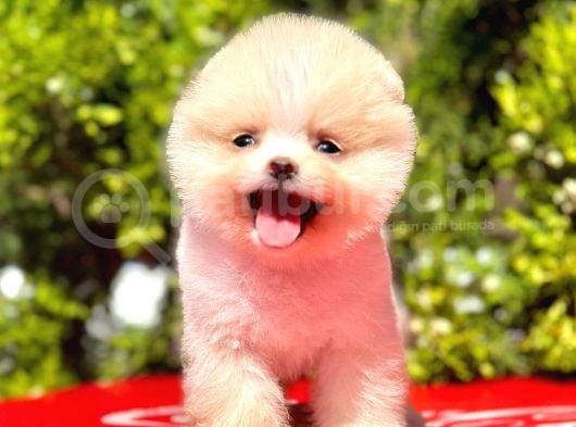 Teddy Bear görsel