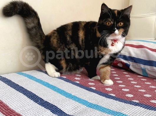En Tatli Bri̇ti̇sh Fold Yavru görsel