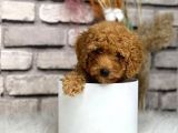 Gerçek Toy Poodle Bebeklerim