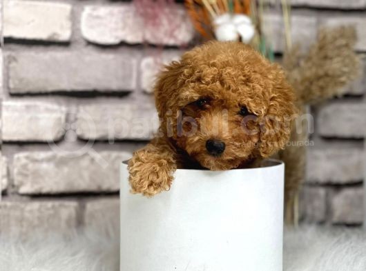 Gerçek Toy Poodle Bebeklerim görsel