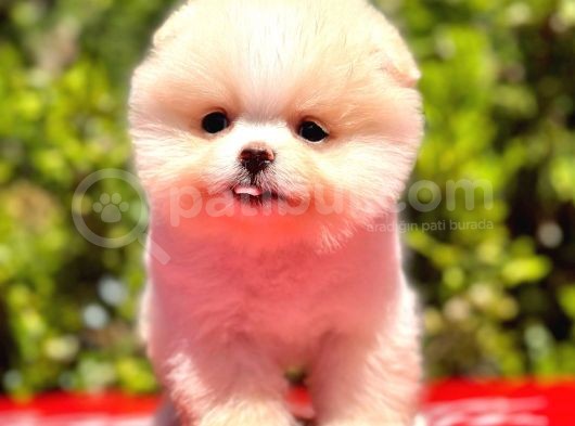 Teddy Bear görsel