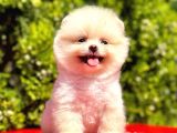 Ayı surat a kalite pomeranian Boo