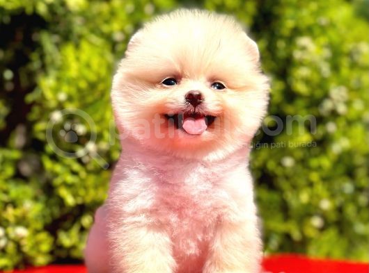 Ayı Surat A Kalite Pomeranian Boo