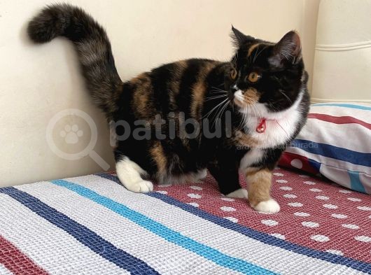 En Tatli Bri̇ti̇sh Fold Yavru görsel
