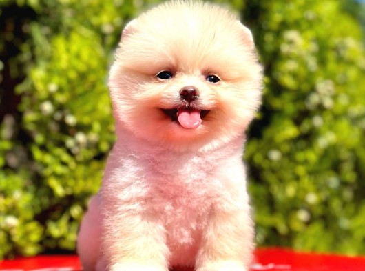 Ayı Surat A Kalite Pomeranian Boo görsel
