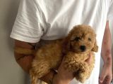 Muhteşem kalitesiyle gercek toy poodle