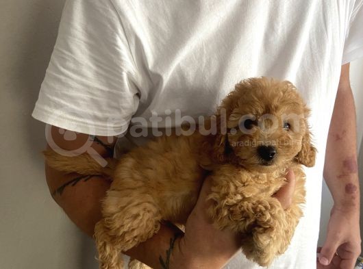 Muhteşem Kalitesiyle Gercek Toy Poodle