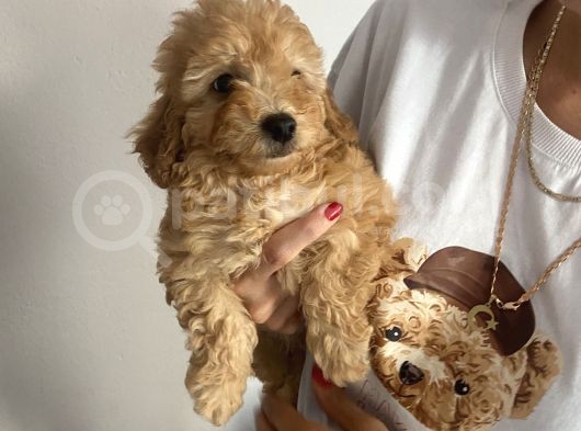 Muhteşem Kalitesiyle Gercek Toy Poodle görsel