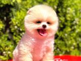 Ayı Surat A Kalite Pomeranian Boo