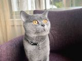 Saf British Shorthair Oğlumuza Eş Arıyoruz