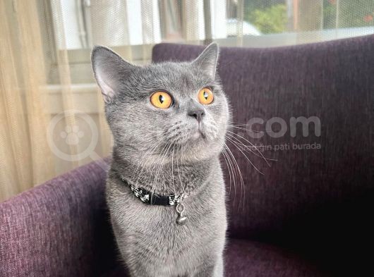 Saf British Shorthair Oğlumuza Eş Arıyoruz görsel