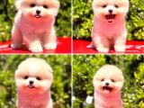 POMERANİAN BOO YAVRULARIMIZ GELMİŞTİR