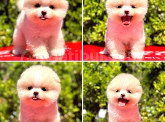 Pomerani̇an Boo Yavrularimiz Gelmi̇şti̇r