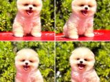 Pomerani̇an Boo Yavrularimiz Gelmi̇şti̇r