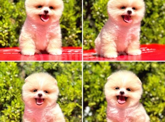 Pomerani̇an Boo Yavrularimiz Gelmi̇şti̇r görsel