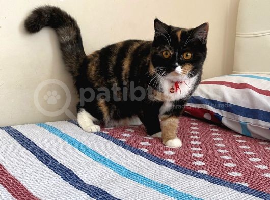 En Tatli Bri̇ti̇sh Fold Yavru görsel