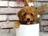 Gerçek Toy Poodle Bebeklerim