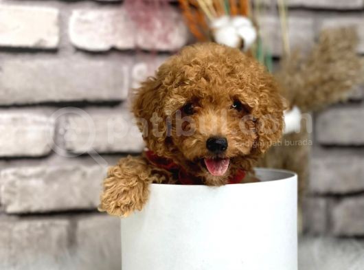 Gerçek Toy Poodle Bebeklerim görsel