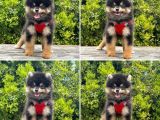Pomerani̇an Boo Yavrularimiz Gelmi̇şti̇r
