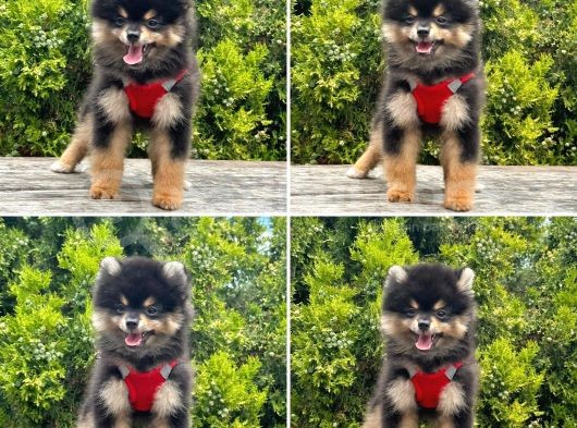 Pomerani̇an Boo Yavrularimiz Gelmi̇şti̇r görsel