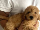 Muhteşem Kalitesiyle Gercek Toy Poodle